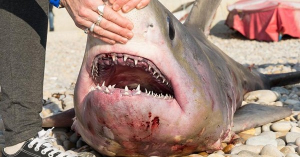 Ο καρχαρίας που προκάλεσε αίσθηση στη Βρετανία (Εικόνες)
