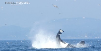 Φάλαινα δολοφόνος εκσφενδονίζει μια φώκια στον αέρα (Βίντεο)