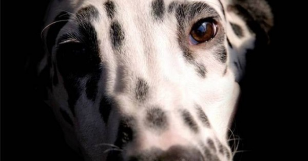 Δέκα ιστορίες αδέσποτων σκύλων πριν και μετά τη διάσωσή τους (Εικόνες)