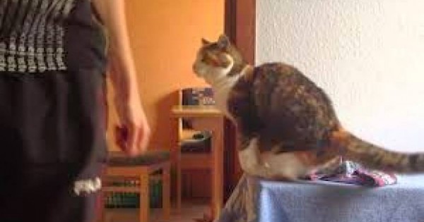 Γάτα υποδέχεται τον ιδιοκτήτη της με τον δικό της μοναδικό τρόπο [video]