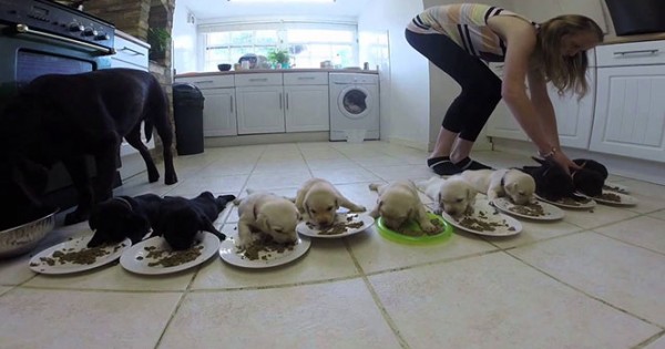 10 κουτάβια λαμπραντόρ τρώνε για πρώτη φορά (Video)