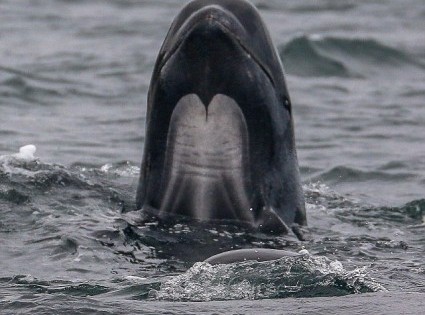 Όταν οι φάλαινες… ποζάρουν! (Εικόνες)