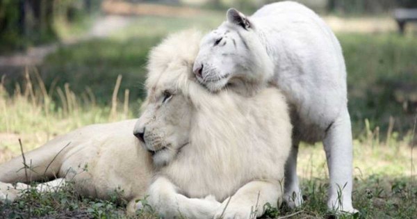 Ένα λευκό λιοντάρι και μια λευκή τίγρης έκαναν μωρά! Δεν φαντάζεστε πόσο όμορφα είναι! (Εικόνες)
