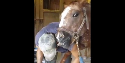 Το άλογο λατρεύει τον πεταλωτή (Βίντεο)
