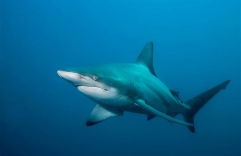 Γιατί έχουν αγριέψει οι καρχαρίες στην Αυστραλία;