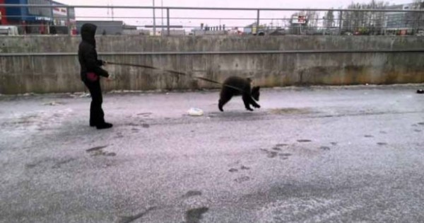 To είδαμε και αυτό: Γυναίκα βγάζει βόλτα με λουράκι την… αρκούδα της! (βίντεο)