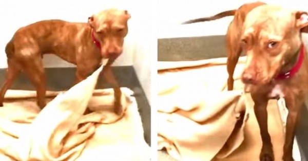 Καθε μερα αυτος ο σκυλος φτιαχνει το κρεβατι του μεχρι να ερθεις καποιος να του δωσει ενα ζεστο σπιτικο.(Βιντεο)