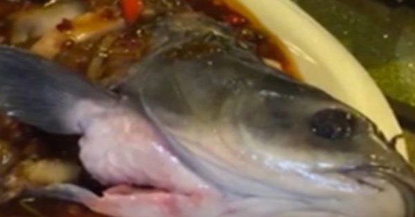 Κίνα: Μαγειρεμένο ψάρι «ζωντάνεψε» στο πιάτο καταναλωτή (Βίντεο)