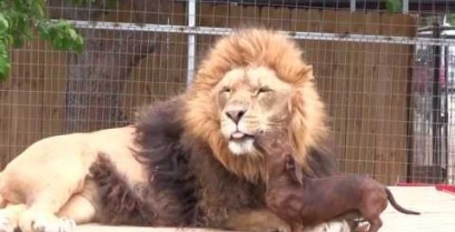 Ένα λιοντάρι επισκέπτεται τον σκύλο-οδοντίατρο (Βίντεο)