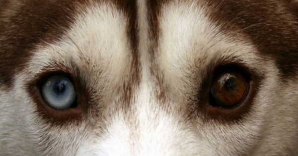 Τα 10 πιο εντυπωσιακά μάτια του ζωικού Βασιλείου! (Εικόνες)
