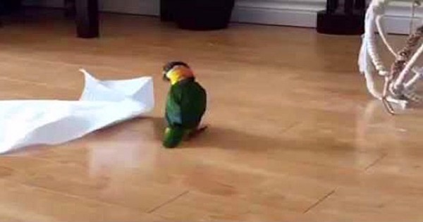Τι γίνεται όταν ένας παπαγάλος βρίσκει μια χαρτοπετσέτα στο πάτωμα; (Βίντεο)