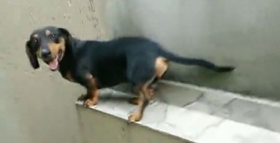 Ο σκύλος έβαλε την όπισθεν (Βίντεο)