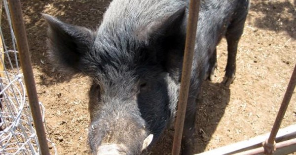 Το γουρούνι που έτρωγε… χόρτο (Εικόνες)