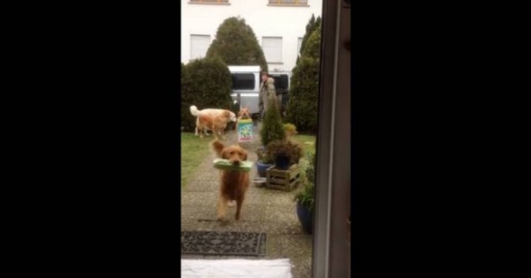 Σε αυτό το σπίτι δεν λουφάρει κανείς- Ακόμη και τα σκυλιά βοηθούν στις δουλειές (βίντεο)