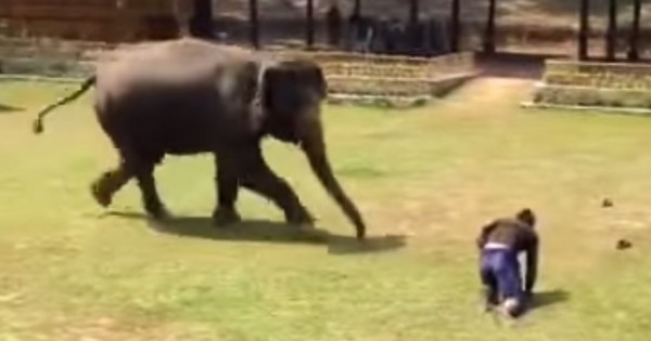 Ελέφαντας σώζει τον άντρα που τον φροντίζει μετά από επίθεση (Βίντεο)