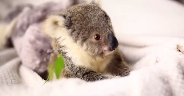 Σα ψεύτικο: Μωρό κοάλα ποζάρει για την 1η του φωτογράφιση! (Βίντεο)