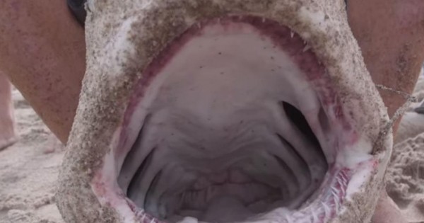 Τον δάγκωσε καρχαρίας και εκείνος επέστρεψε τον σκότωσε και τον έφαγε (Βίντεο)