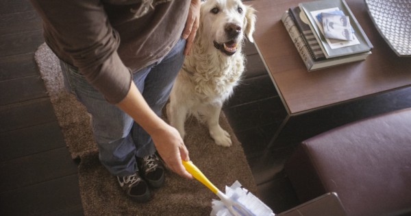 Εκπαιδεύστε το σκύλο καθαρίζοντας το σπίτι (Εικόνες)