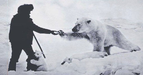 Όταν οι Σοβιετικοί τάιζαν… τις πολικές αρκούδες! (Εικόνες)
