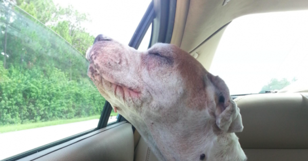 Ένας γέρος σκύλος χαμογελάει στο τελευταίο του ταξίδι με το αυτοκίνητο και αφήνει τον κόσμο συγκλονισμένο. (Εικόνες)