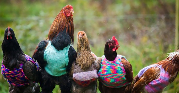 Διασώζουν κοτόπουλα και τους πλέκουν πουλοβεράκια για το κρύο! (Εικόνες)