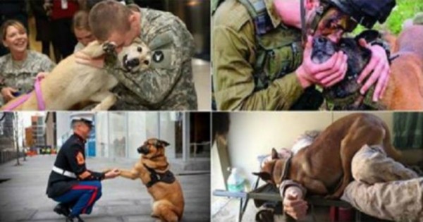 Τα σκυλιά είναι οι καλύτεροι φίλοι του ανθρώπου ακόμα και στον πόλεμο. (Φωτογραφίες)