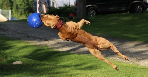 Σκύλος σωματοφύλακας: Το σούπερ pit bull που κάνει τα πάντα (Video)