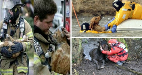 ΗΡΩΕΣ! Δείτε 18 Γενναίους πυροσβέστες τη στιγμή που σώζουν τις ζωές διαφόρων ζώων. (Εικόνες)