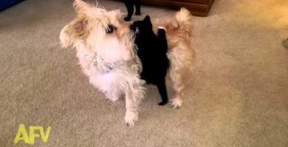 Το γατάκι στην πλάτη του σκύλου (Βίντεο)