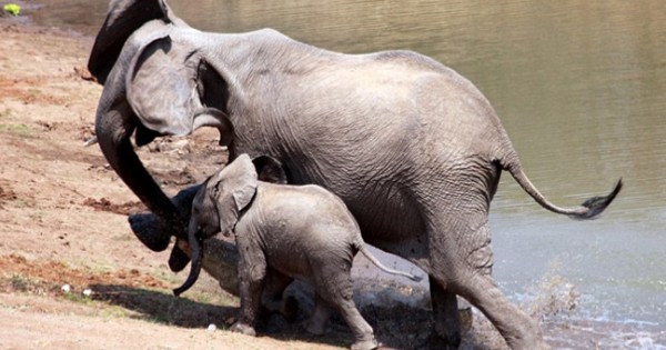 Γενναία ελεφαντίνα σώζει το μικρό της από κροκόδειλο (Εικόνες)