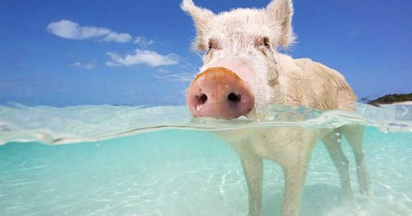 Κολυμπώντας μαζί με τα… γουρούνια! (Βίντεο)