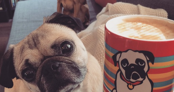 11 σκυλάκια που λατρεύουν τον καφέ όσο και εμείς! (Εικόνες)