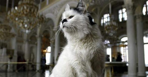 Οι γάτες του Ερμιτάζ -Μπήκαν με εντολή μιας τσαρίνας και μένουν ακόμη μέσα στο μουσείο, αιώνες μετά [εικόνες]