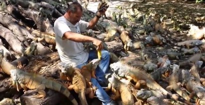 Ταΐζοντας 500 ιγκουάνα (Βίντεο)