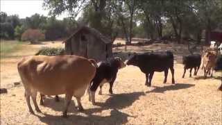 Μικρές αγελάδες κάνουν σαν τρελές μόλις αντικρύζουν τη νέα τους αγέλη! (Βίντεο)