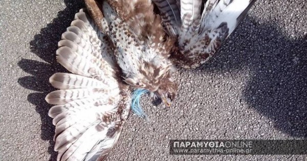 Θεσπρωτία: Βασάνισαν και θανάτωσαν σπάνιο είδος γερακιού