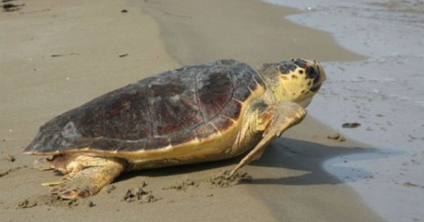 Επιστροφή στο νερό για δυο χελώνες Caretta Caretta
