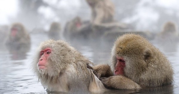 Οι… μαϊμούδες του χιονιού (Εικόνες)