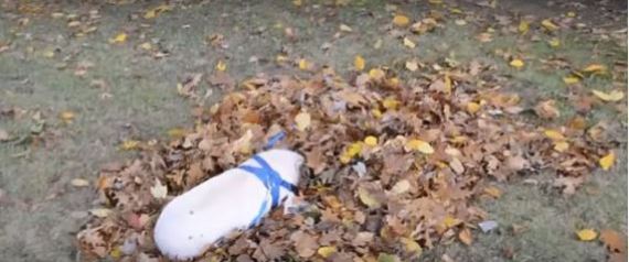 Willow το μικρό γουρουνάκι που τρελάθηκε όταν είδε πεσμένα φύλλα δέντρων (Βίντεο)