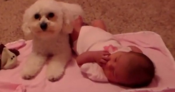 Το σκυλάκι προστατεύει το μωρό από… την σκούπα! (Βίντεο)