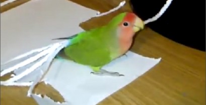 Ο παπαγάλος βάζει extension στα φτερά του (Βίντεο)