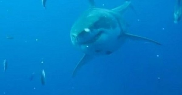 Είναι ο «Deep Blue» μεγαλύτερος λευκός καρχαρίας που έχει βιντεοσκοπηθεί;