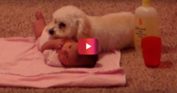 Πρέπει να δείτε τι έκανε αυτός ο σκύλος όταν νόμιζε ότι το μωρό της οικογένειας βρισκόταν σε κίνδυνο. (Βίντεο)
