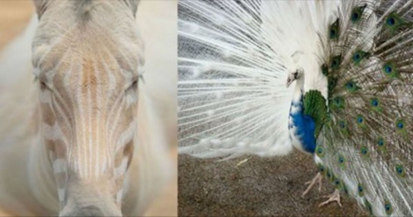 21 ζώα με αλμπινισμό που δεν χρειάζονται χρώμα για να είναι πανέμορφα! (Φωτογραφίες)