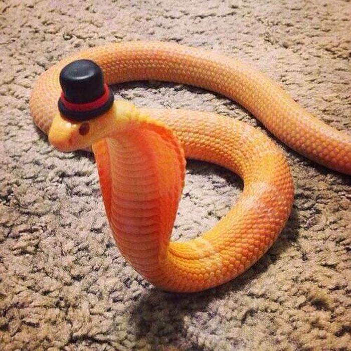 φίδια 