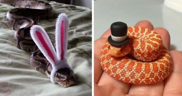 Φοβάστε τα φίδια; Αν τα δείτε να φοράνε καπέλα θα αλλάξετε γνώμη. (Εικόνες)