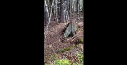 Το δάσος που αναπνέει (Βίντεο)