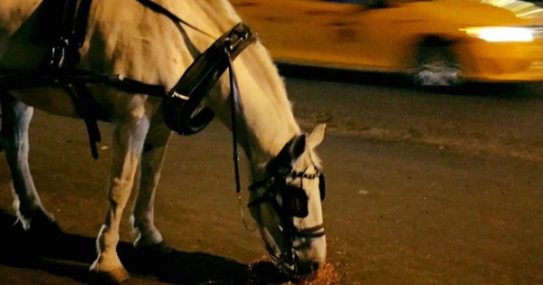 Πιστεύευτε ότι η βόλτα με άλογο είναι ρομαντική… Δείτε όμως την σκληρή αλήθεια! (Εικόνες)