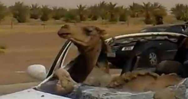 Τροχαίο: Καμήλα σφήνωσε στη θέση του συνοδηγού! [βίντεο]