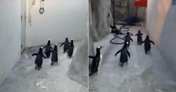 Πιγκουίνοι προσπαθούν να ξεφύγουν από τον ζωολογικό κήπο…. Είχαν σχέδιο… (Βίντεο)